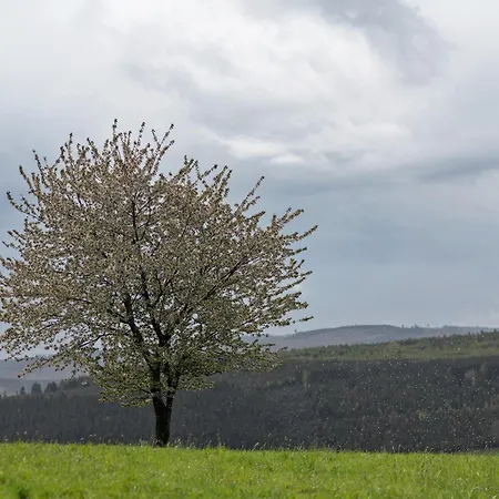 Auf Der Stadtmauer *